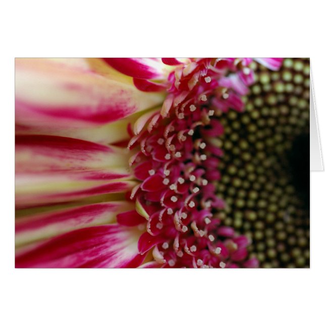 Striped Gerbera Peddles Card (Voorkant Horizontaal)
