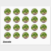 Striped Green Slipper Orchid Envelope Seal Ronde Sticker (Vel)