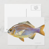 Striped Seaperch Briefkaart (Voorkant / Achterkant)