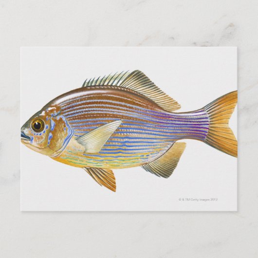 Striped Seaperch Briefkaart (Voorkant)