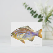 Striped Seaperch Briefkaart (Staand voorkant)