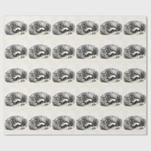  Striped Skunk 1800s Skunks Illustration Cadeaupapier (Vlak)
