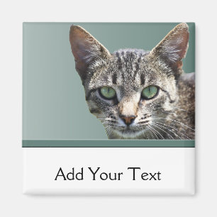 Striped Tabby met groene ogen Magneet