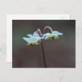 Striped Wintergreen Pipsissewa Wildflower Briefkaa Briefkaart (Voorkant / Achterkant)