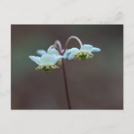 Striped Wintergreen Pipsissewa Wildflower Briefkaa Briefkaart