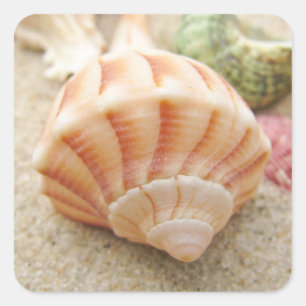 Striped Zee Shell Lightning Welk Vierkante Sticker