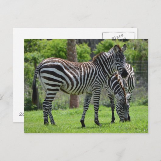 Stripes go with Everything. Briefkaart (Voorkant / Achterkant)