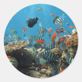 Stripey Fish Ronde Sticker (Voorkant)