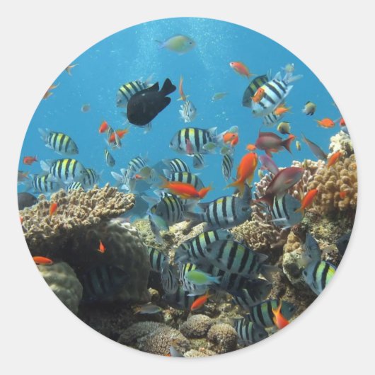 Stripey Fish Ronde Sticker (Voorkant)