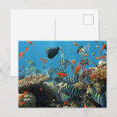 Stripey tropische vissen koraal chaos feestdagenkaart (Voorkant / Achterkant)