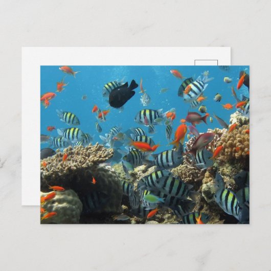 Stripey tropische vissen koraal chaos feestdagenkaart (Voorkant / Achterkant)