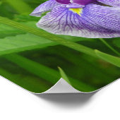 Stripped Iris Poster (Hoek)