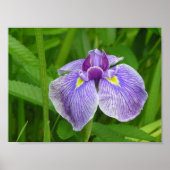 Stripped Iris Poster (Voorkant)