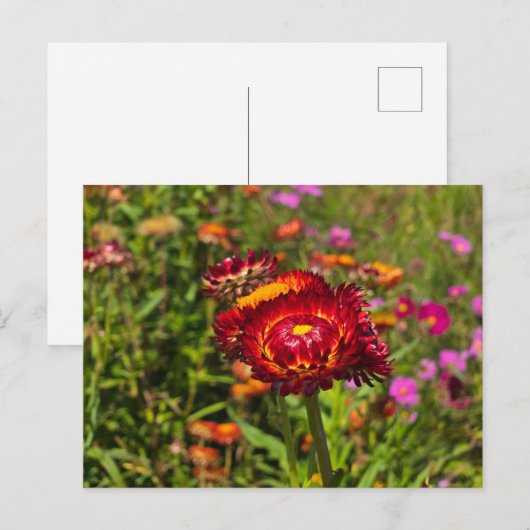 Strobloementuin Briefkaart (Voorkant / Achterkant)