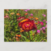 Strobloementuin Briefkaart (Voorkant)