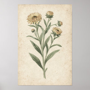 Stroblumen Botanische Kunstprint Poster