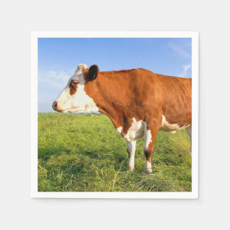 Strong Friesian cow Servet