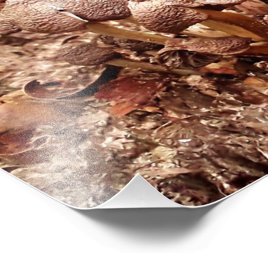 stronkpaddenstoelen foto afdruk (Hoek)