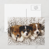 Strooisel van puppies briefkaart (Voorkant / Achterkant)
