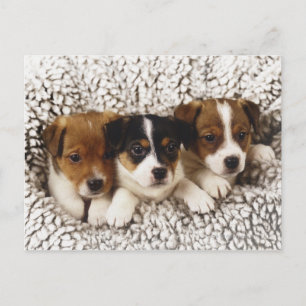 Strooisel van puppies briefkaart