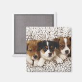 Strooisel van puppies magneet (Voorkant / Achterkant)