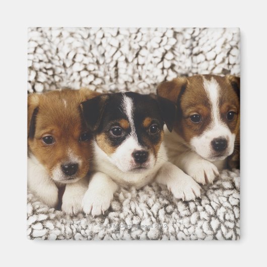 Strooisel van puppies magneet (Voorkant)