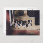 Strooisel van Puppies van de rand van het varken B Briefkaart (Voorkant / Achterkant)