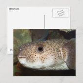 Stroomvis Briefkaart (Voorkant / Achterkant)