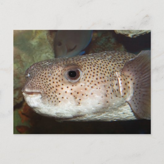 Stroomvis Briefkaart (Voorkant)