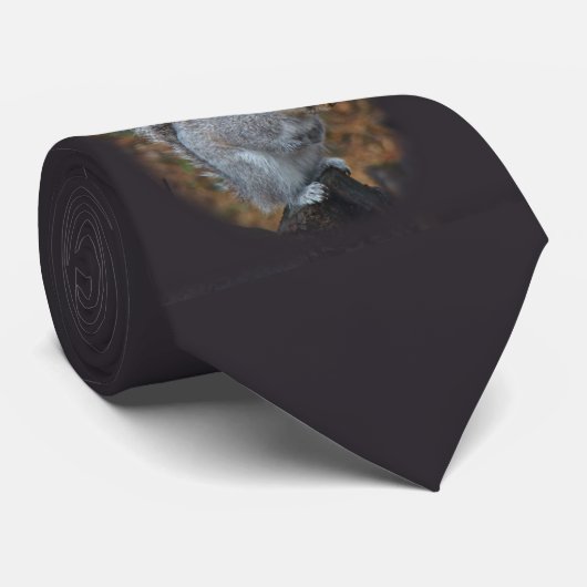 Stropdas oostelijke grijze eekhoorn - Sciurus caro (Opgerold)