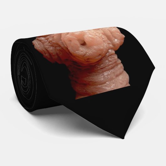 stropdas - Spirometra erinaceieuropaei tapeworm (Opgerold)