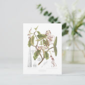 Strophanthus dichotomus briefkaart (Staand voorkant)