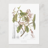 Strophanthus dichotomus briefkaart (Voorkant)