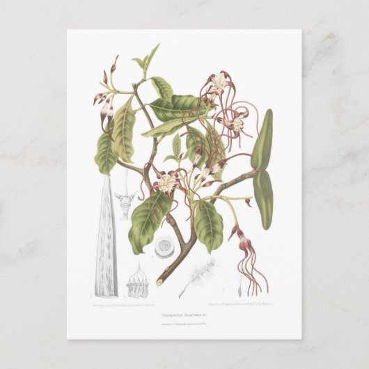 Strophanthus dichotomus briefkaart (Voorkant)