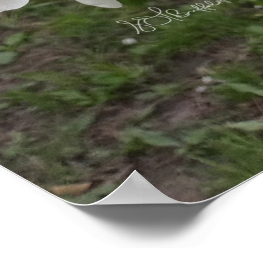 Stropjes bloesems poster (Hoek)