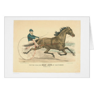 Strotting stallion Palo Alto door de kiezer (1791A