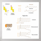 Structuur van cholesterol en triglyceriden Poster (Voorkant)