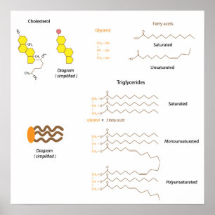 Structuur van cholesterol en triglyceriden Poster
