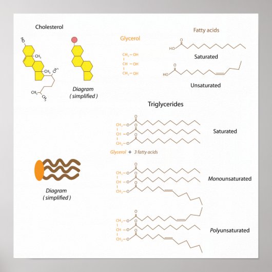 Structuur van cholesterol en triglyceriden Poster (Voorkant)