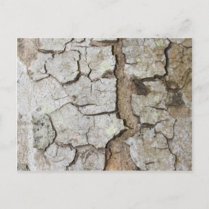 Structuur van de boomschors briefkaart