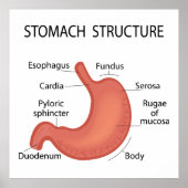 Structuur van de maag poster (Voorkant)