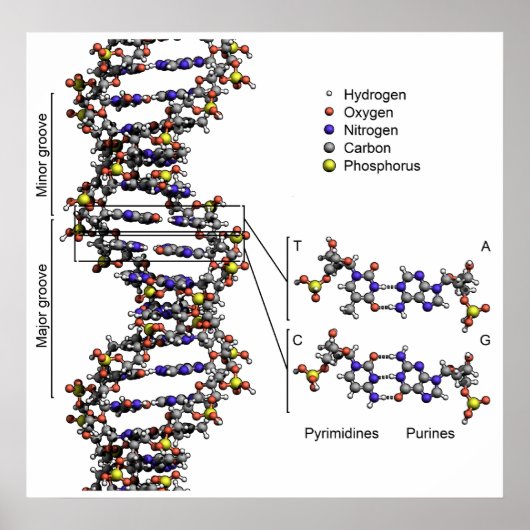 Structuur van DNA-deoxyribonucleïnezuurdiagram Poster (Voorkant)