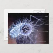 Structuur van een helicobacter pylori-cel briefkaart (Voorkant / Achterkant)