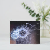 Structuur van een helicobacter pylori-cel briefkaart (Staand voorkant)