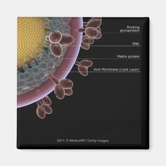 Structuur van een HIV-cel Magneet (Voorkant)