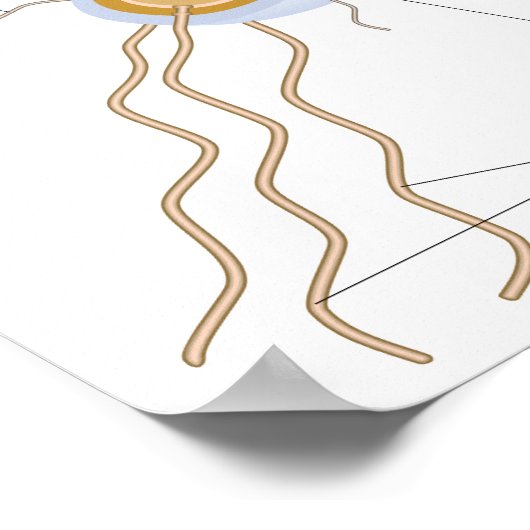 Structuur van een poster van bacteriecellen (Hoek)