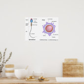 Structuur van ei en sperma poster (Keuken)