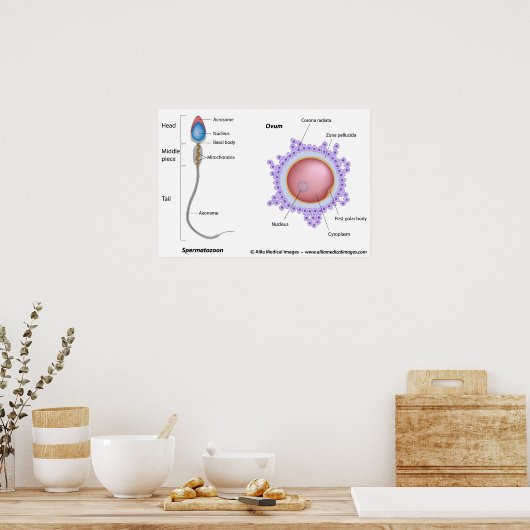 Structuur van ei en sperma poster (Keuken)