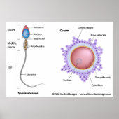 Structuur van ei en sperma poster (Voorkant)