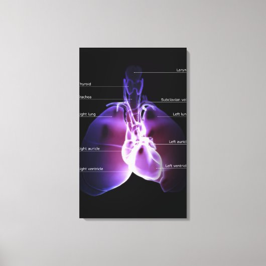 Structuur van hart en longen canvas afdruk (Voorkant)